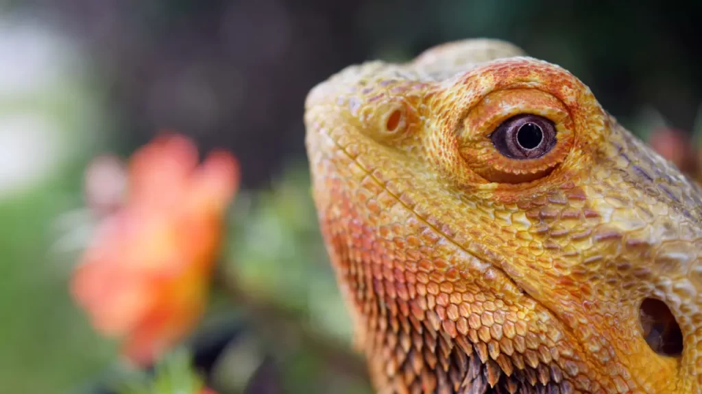 20 Jaw-Dropping Bearded Dragon Facts