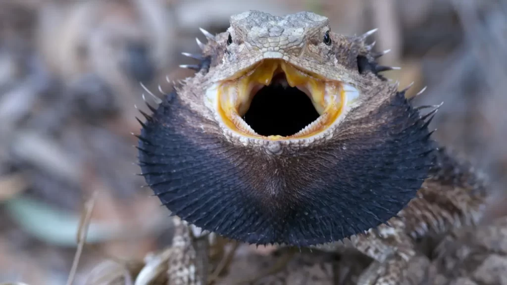 Bearded Dragon Black Beard – 11 Reasons This Happens And What To Do