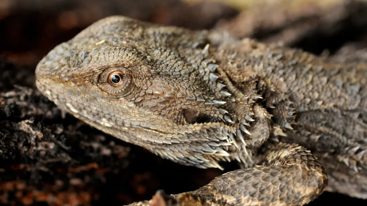 Bearded Dragon Rubbing Face– What it Means and What you Should Do