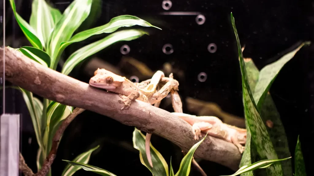 Crested Gecko plants