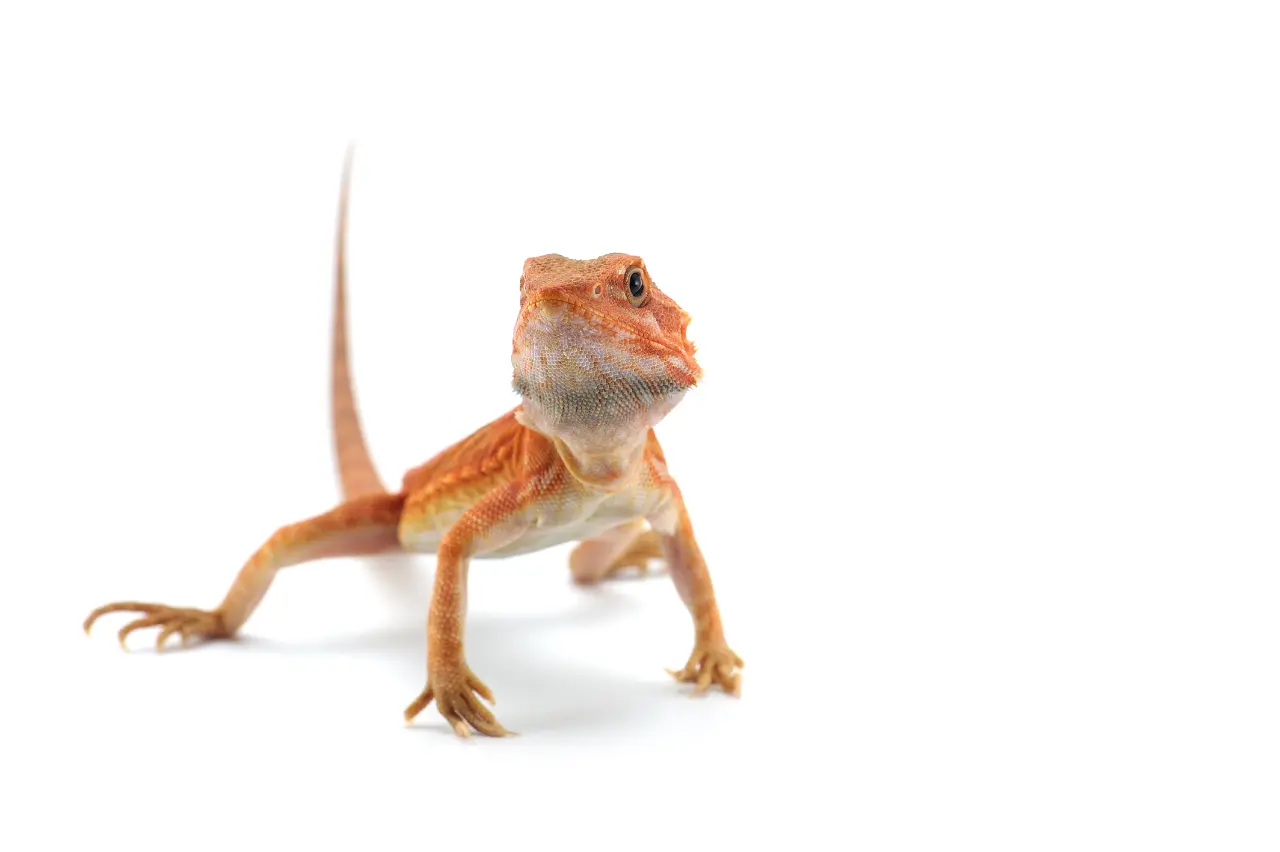 Bearded Dragon Tail Up – 5 Surprising Reasons This Happens