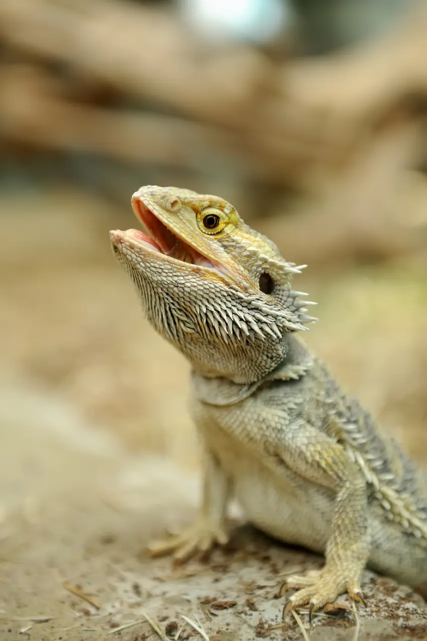Bearded Dragon Bites – Important Information For Owners