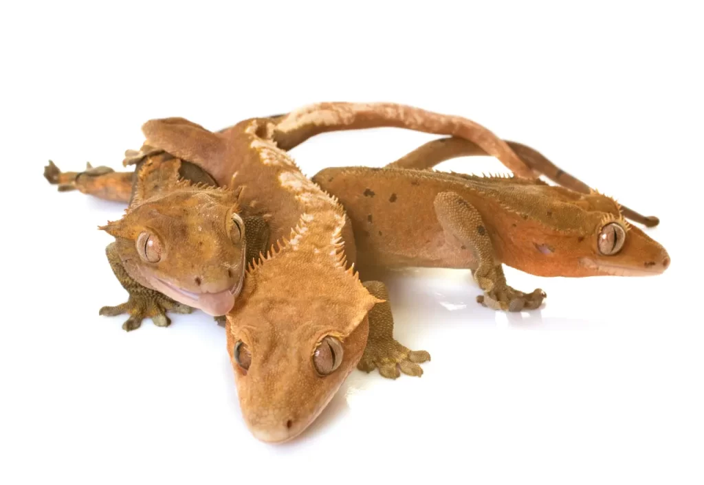 baby Crested Gecko care