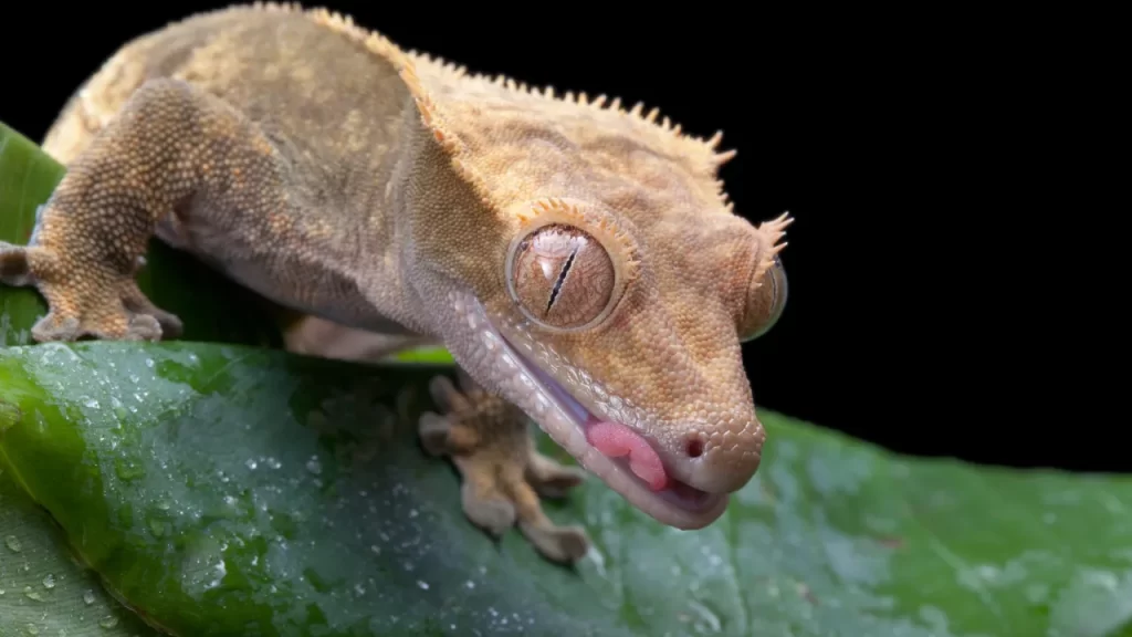 crested gecko humidity
