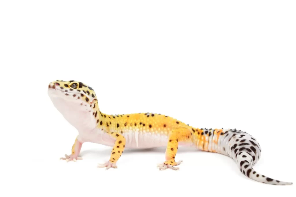 leopard gecko not eating