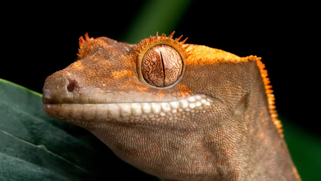 Crested Gecko Breeding: A Simple Guide