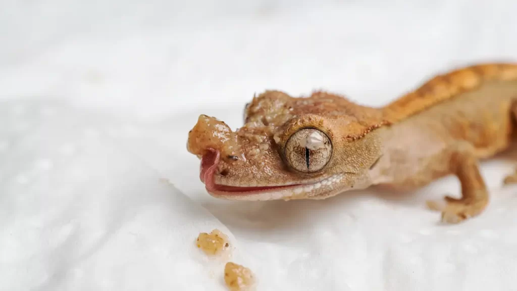 Crested Gecko Breeding: A Simple Guide