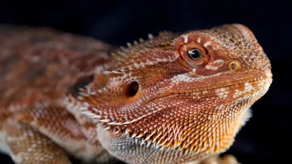 How Much Is a Red Bearded Dragon? A Guide to Prices and Care