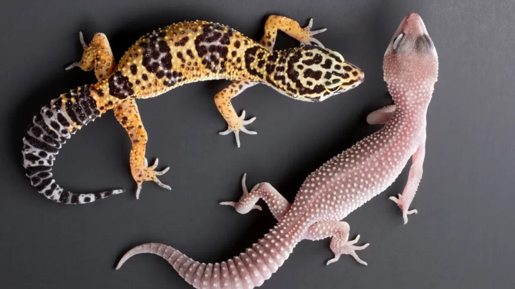 Leopard Gecko Breeding – The Ultimate Guide