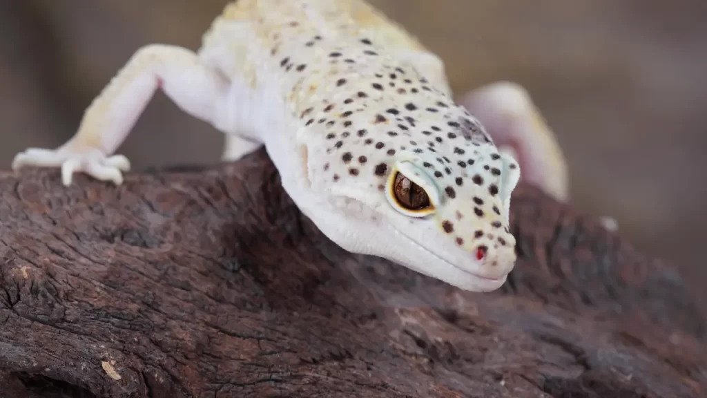 Leopard Gecko Breeding – The Ultimate Guide