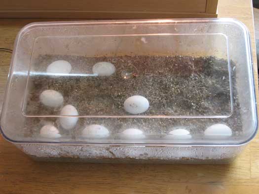 incubating bearded dragon eggs