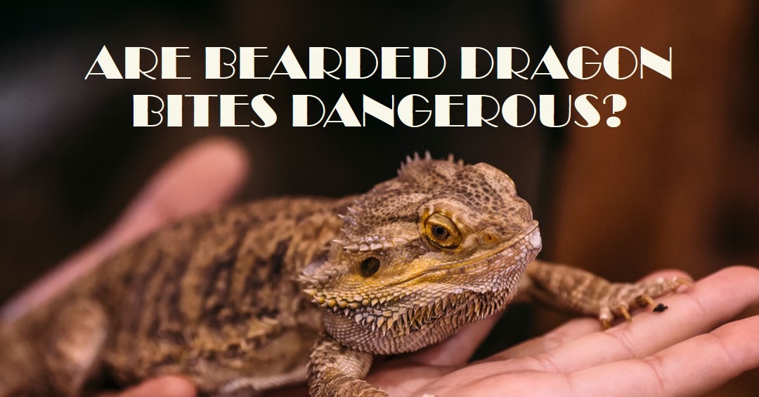 Are bearded dragon bites dangerous?