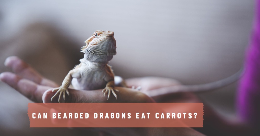 Can Bearded Dragons Eat Carrots? A Comprehensive Guide