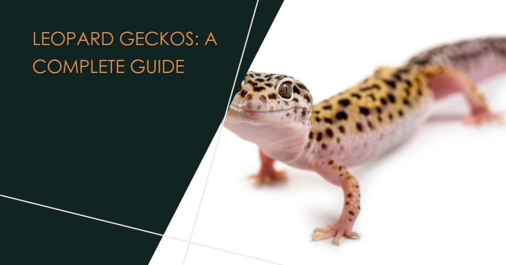 Leopard Geckos: A Complete Guide