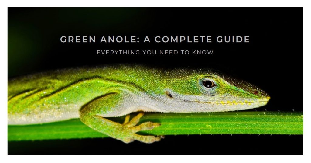 Green Anole A Complete Guide