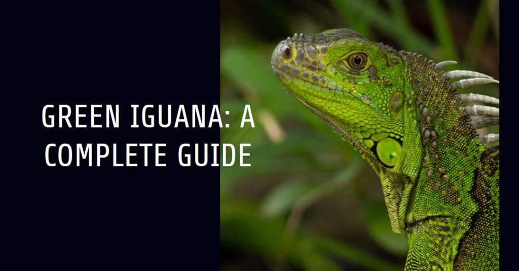 Green Iguana A Complete Guide