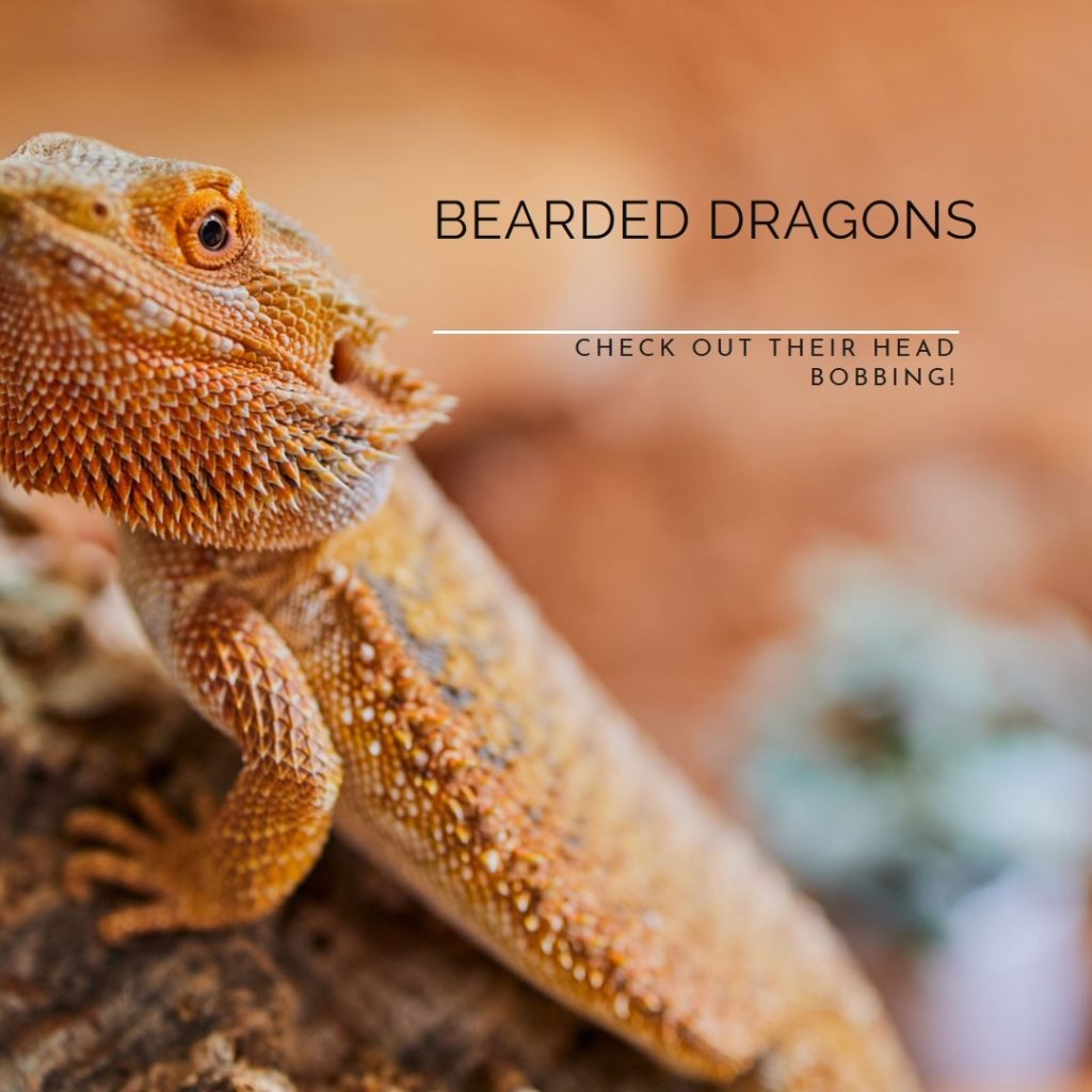 Why do bearded dragons bob their heads at humans?