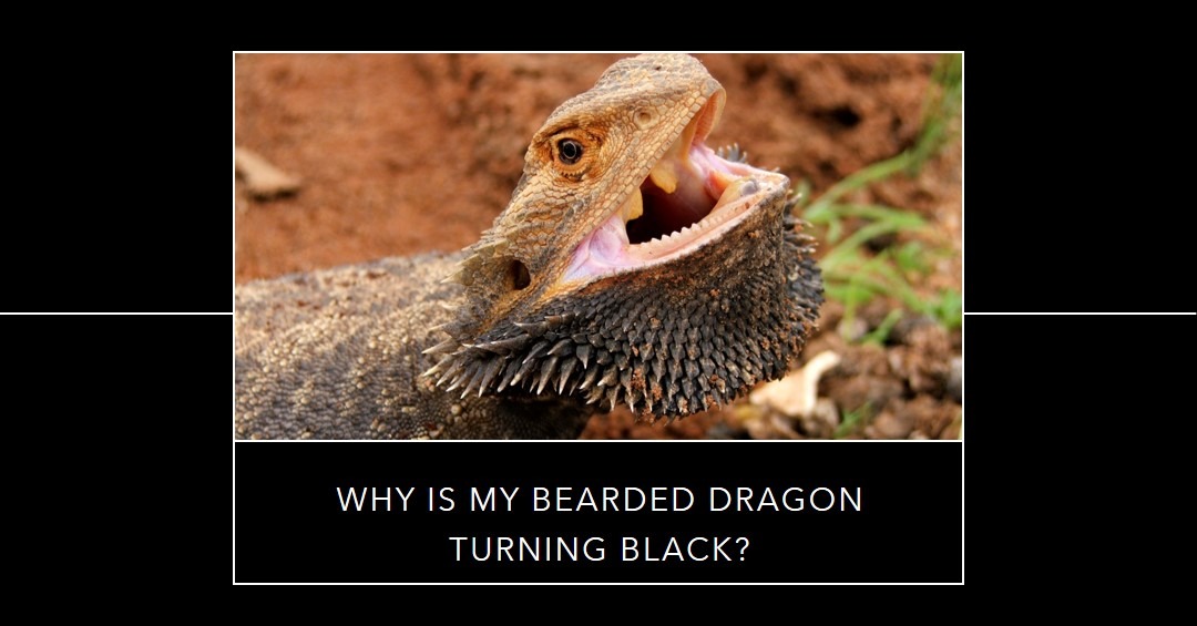 Why does my bearded dragon keep on turning black?