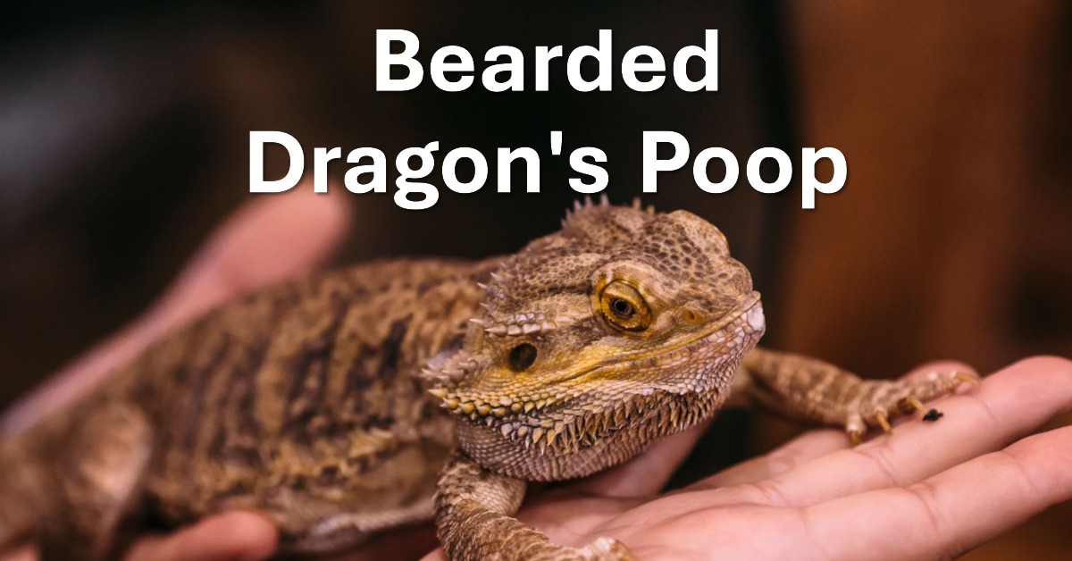 Is Your Bearded Dragon’s Poop Stinking Up Your Home? Learn How to Handle the Smell!