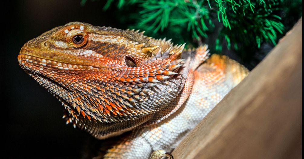 Common Bearded Dragon Care Mistakes