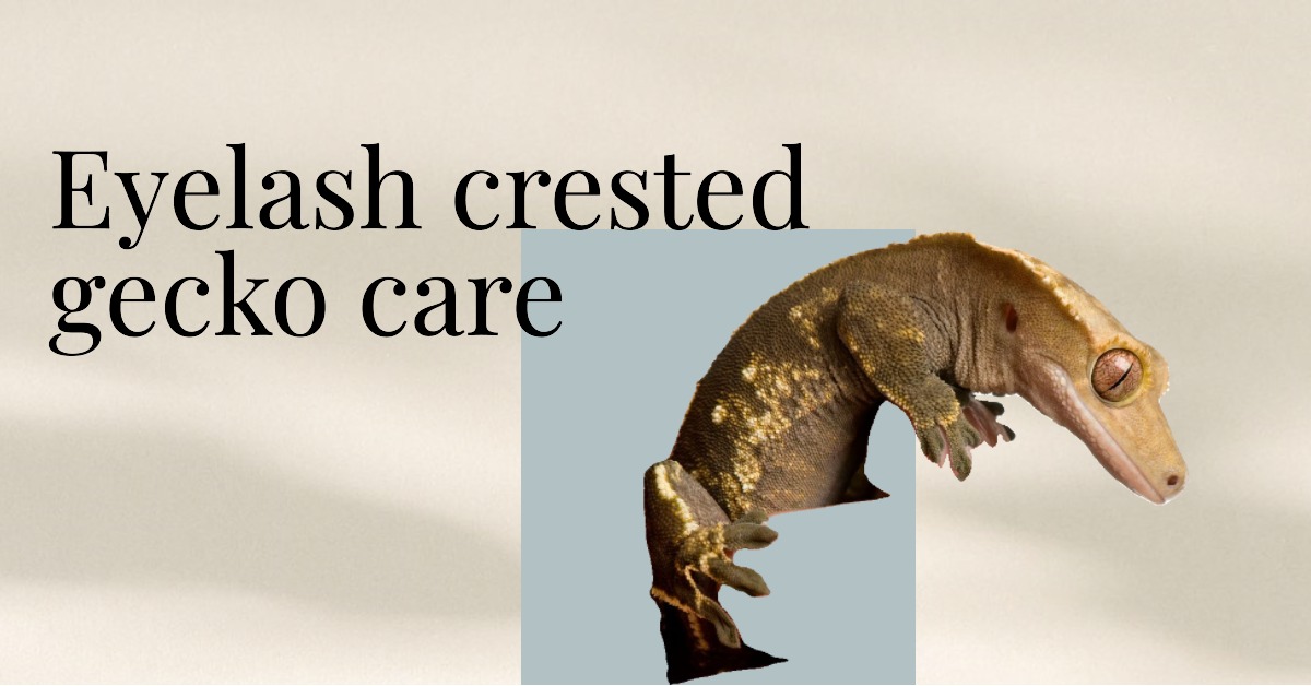 Unlock the Secrets to Perfect Eyelash Crested Gecko Care – Your Guide to Expert-Level Reptile Rearing! 2023