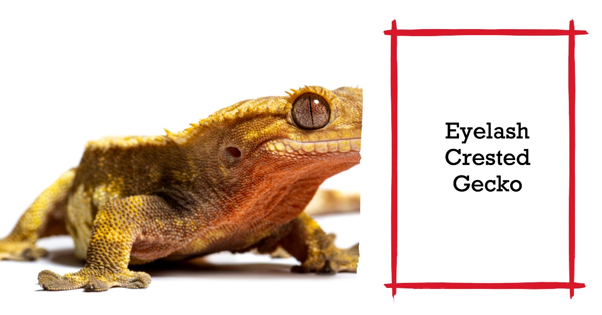 The Surprising Truth About Eyelash Crested Gecko Size – Prepare to be Amazed!
