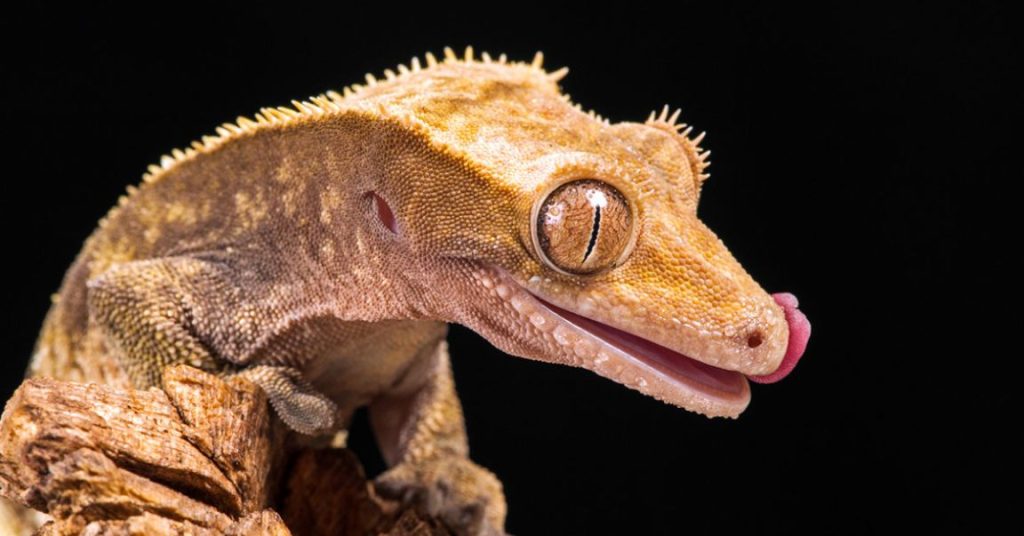Discover the Enchanting Eyelash Crested Gecko 2023