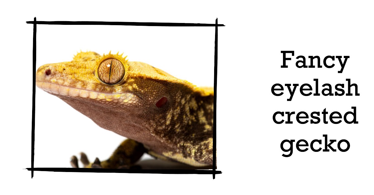 Fancy eyelash crested gecko