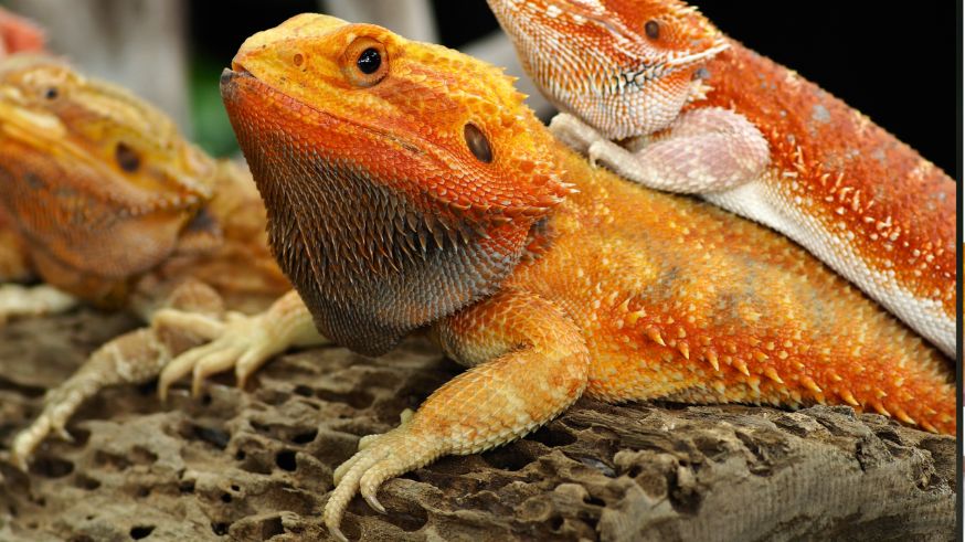 Step into a World of Wonder with the Majestic German Giant Bearded Dragon