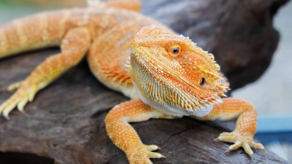 Step into a World of Wonder with the Majestic German Giant Bearded Dragon