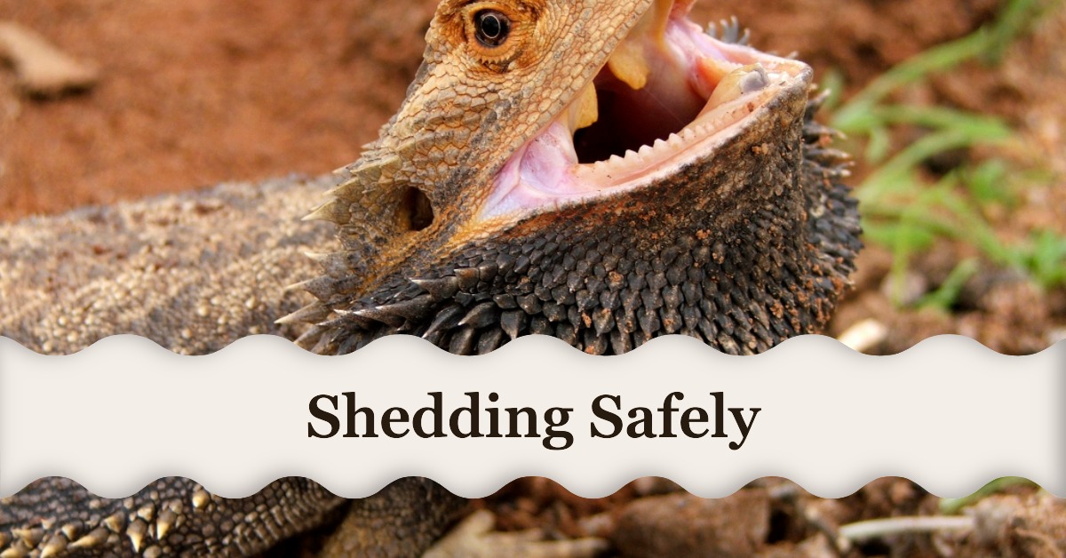 5 Effective Ways to Help Your Bearded Dragon Shed Safely