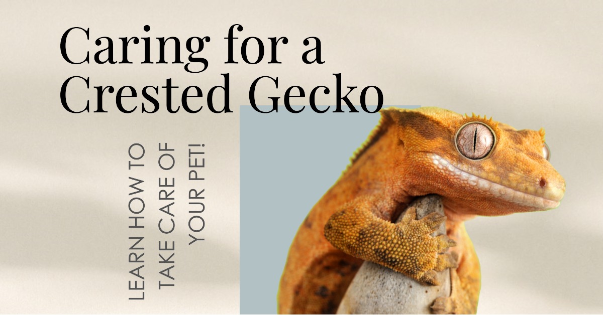 How Do You Care for a Crested Gecko?