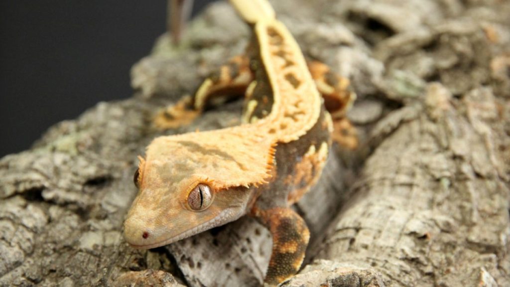 How Do You Care for a Crested Gecko