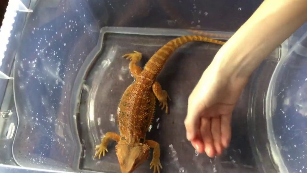 How Often Should You Bathe Your Bearded Dragon