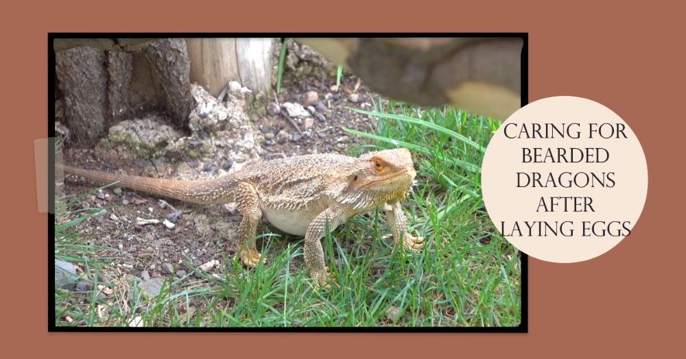 How to Care for a Bearded Dragon After Laying Eggs: A Step-by-Step Guide