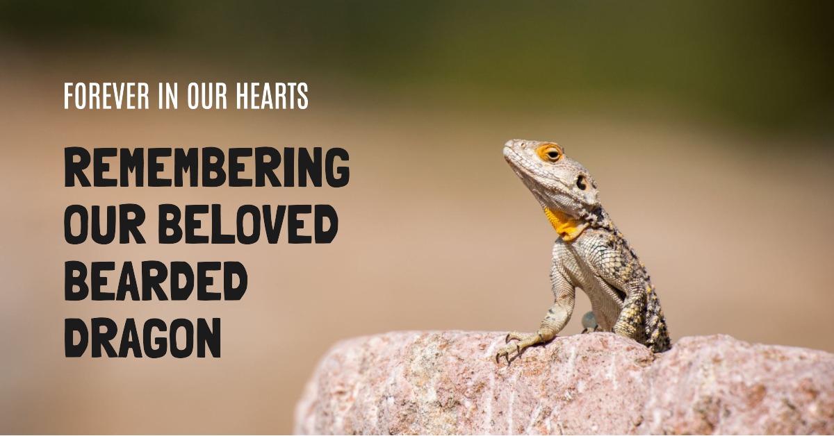 Remembering Your Beloved Bearded Dragon: How to Choose the Perfect Urn
