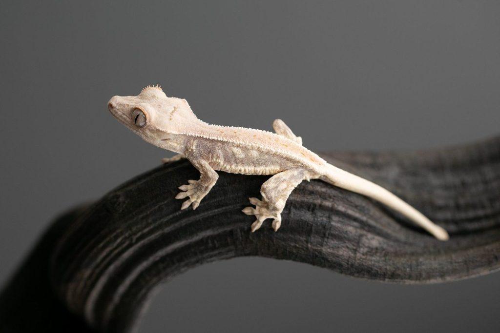 Lilly White gecko