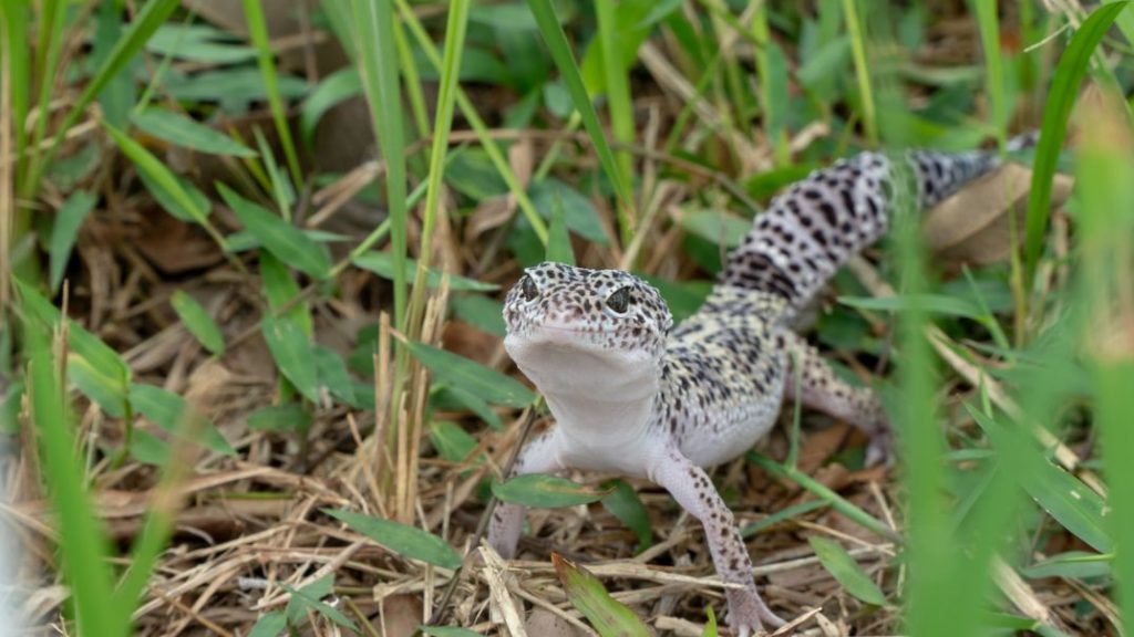 Essential Guide to Mack Snow Leopard Geckos: Mastering Care and Breeding