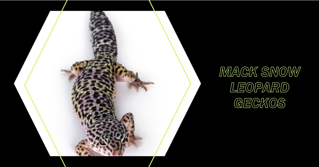 Essential Guide to Mack Snow Leopard Geckos: Mastering Care and Breeding