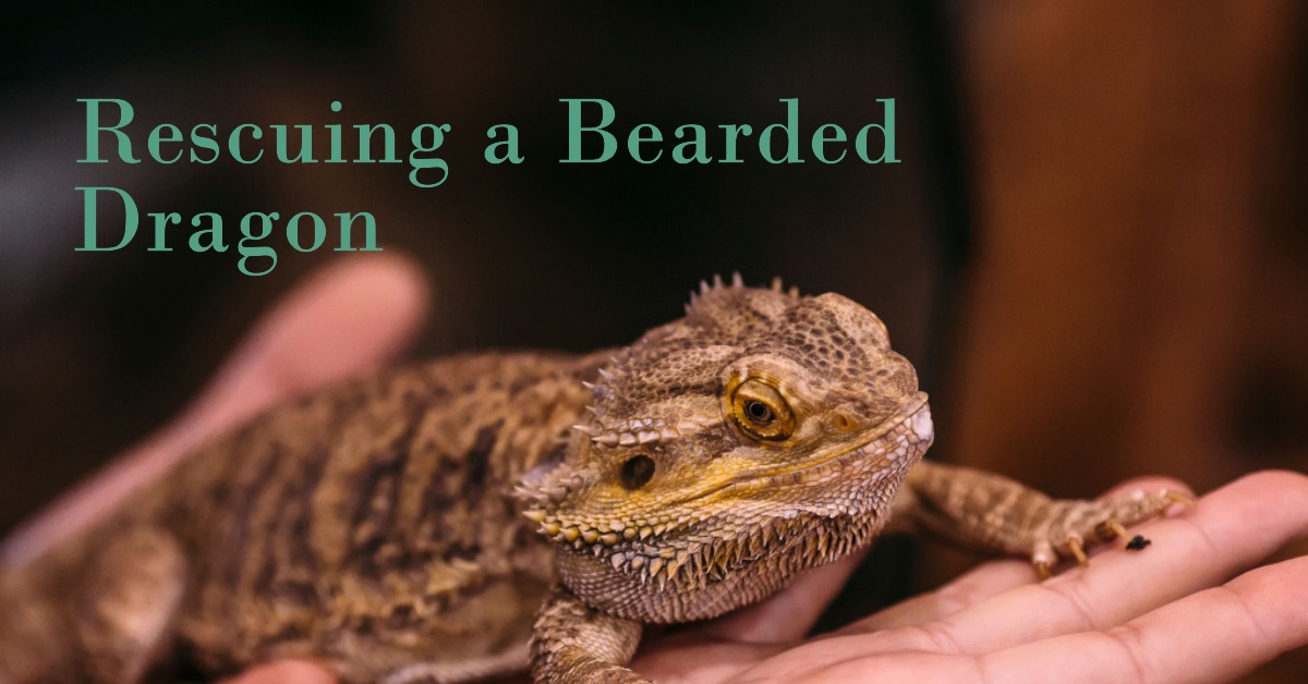 The A-Z Guide for Rescuing a Bearded Dragon – Learn the Tips and Tricks Now!