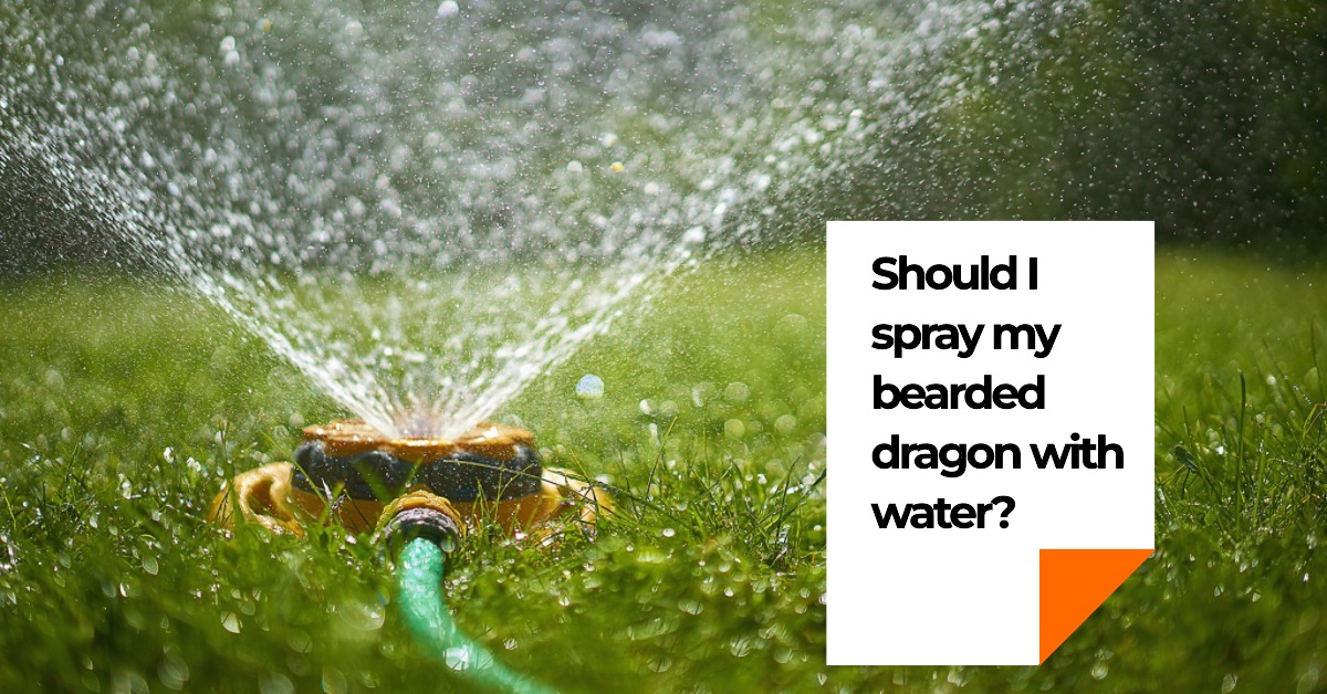 Should I spray my bearded dragon with water?
