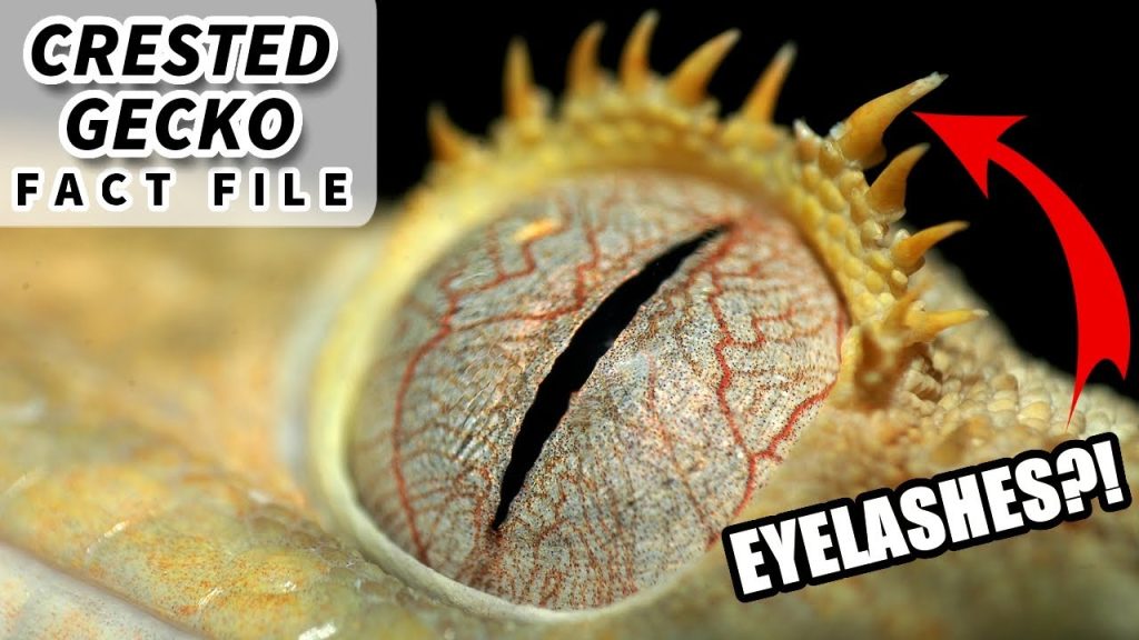 Unlock the Secrets to Perfect Eyelash Crested Gecko Care - Your Guide to Expert-Level Reptile Rearing! 2023
