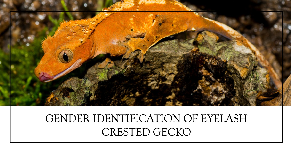 How to tell gender of eyelash crested gecko