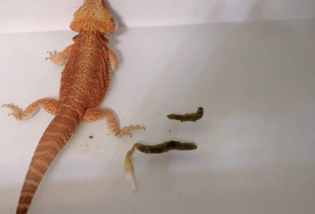 Is Your Bearded Dragon's Poop Stinking Up Your Home? Learn How to Handle the Smell!