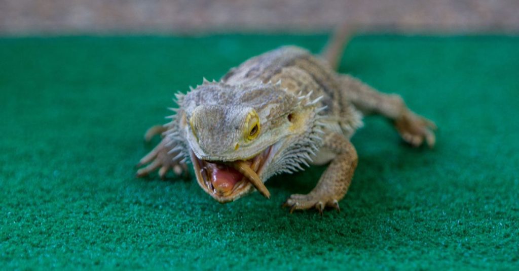 why do bearded dragons bite their tails