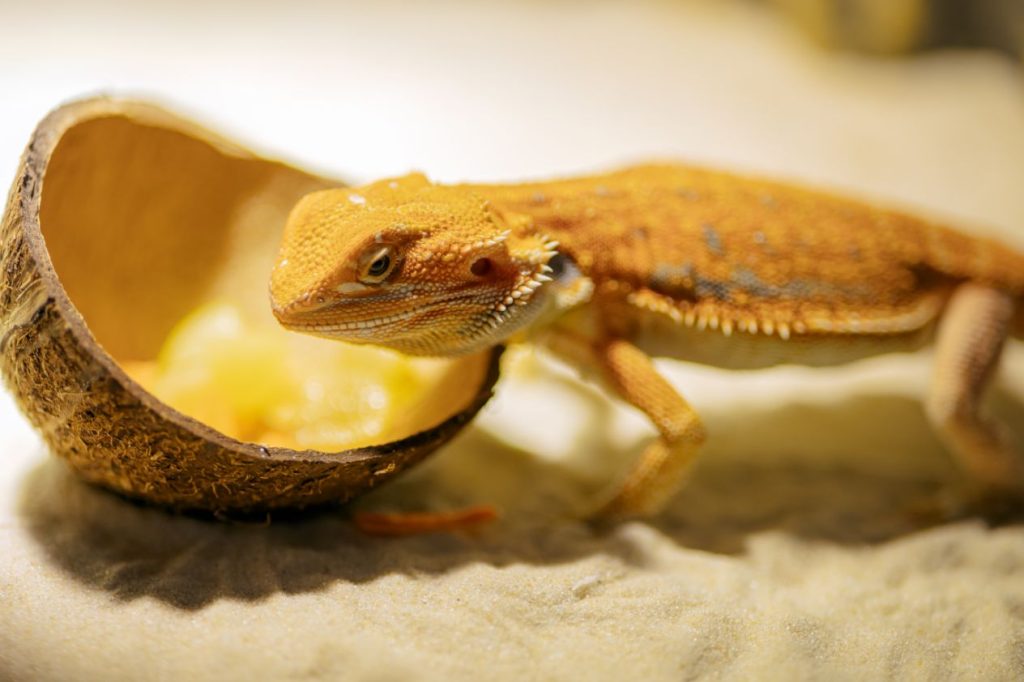 How much should you feed your 7-month-old bearded dragon?