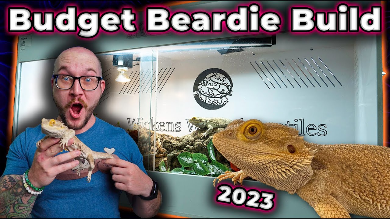 Crafting Your Dream Bearded Dragon Habitat: From Fantasies to Reality!