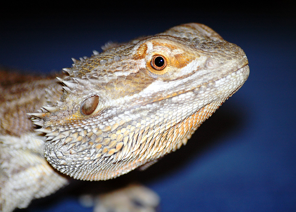 - Budget-Friendly Tips for Designing an Ideal Bearded Dragon Enclosure