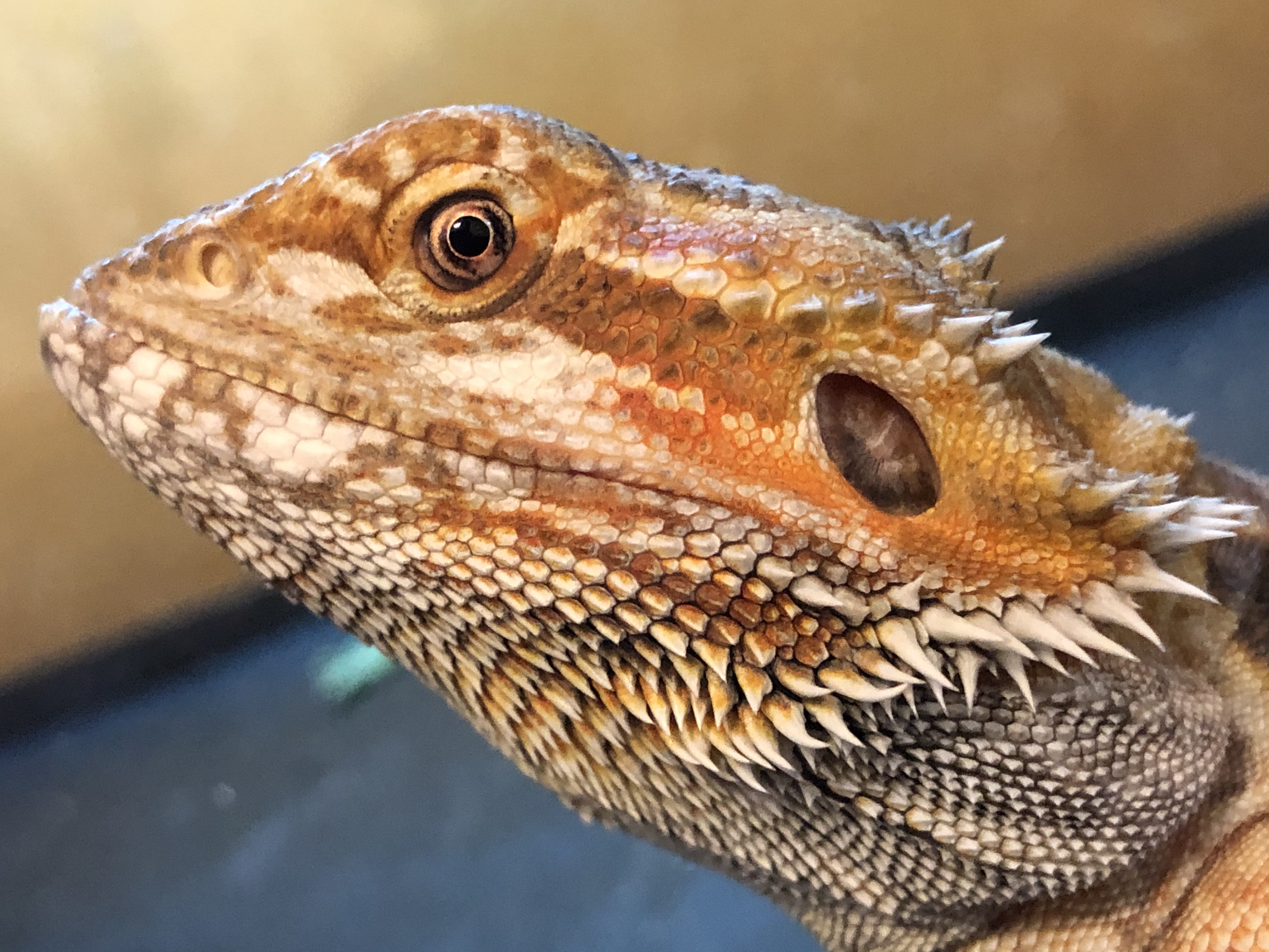 - Providing the Essential Elements‌ for⁢ a Healthy Bearded Dragon Habitat