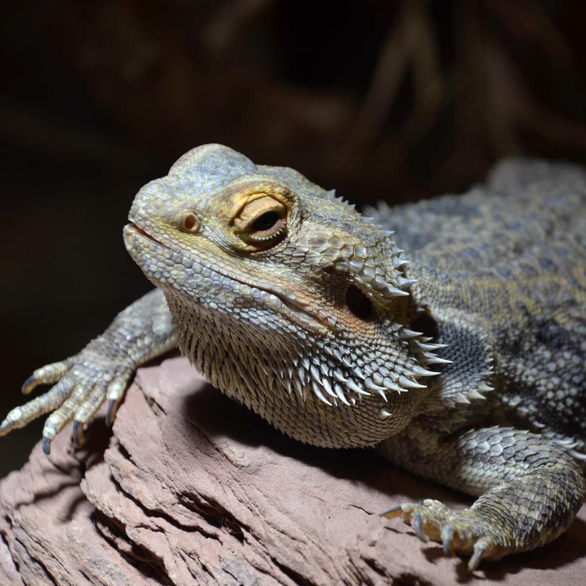 Budget-Friendly Tips ‌for a⁤ Perfect Bearded Dragon Home!